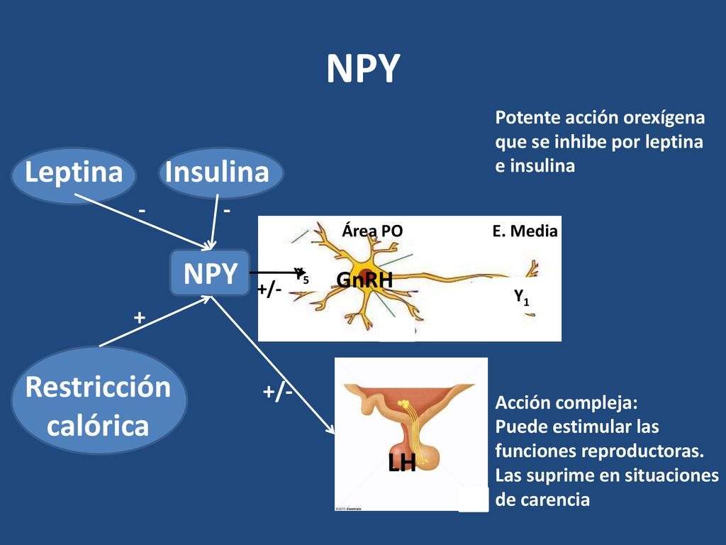 NPY Leptina Insulina NPY Restricción calórica LH - - GnRH + +/-