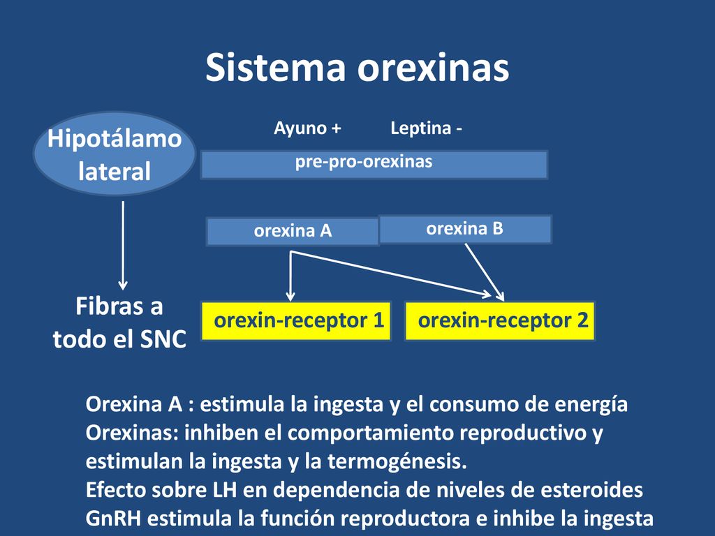 Sistema orexinas Hipotálamo lateral Fibras a todo el SNC