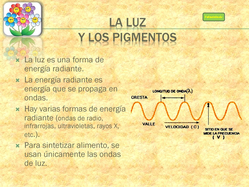 LA LUZ Y LOS PIGMENTOS La luz es una forma de energía radiante.