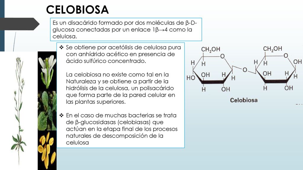 CELOBIOSA Es un disacárido formado por dos moléculas de β-D-glucosa conectadas por un enlace 1β→4 como la celulosa.