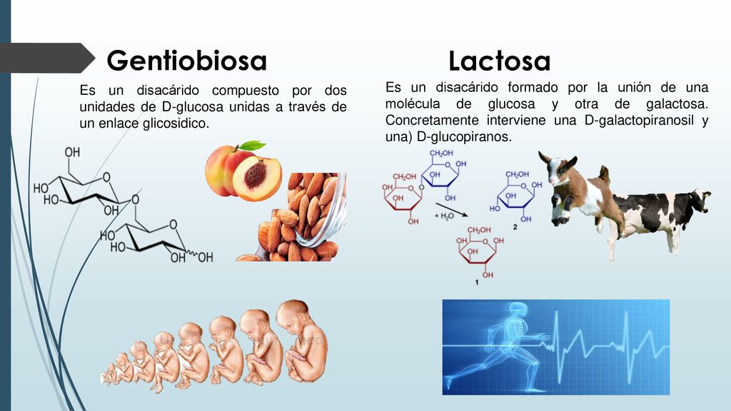 Gentiobiosa Lactosa. Es un disacárido compuesto por dos unidades de D-glucosa unidas a través de un enlace glicosidico.