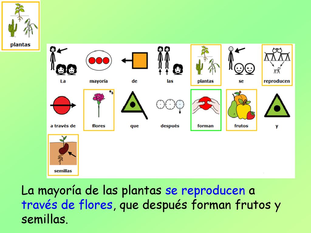 La mayoría de las plantas se reproducen a través de flores, que después forman frutos y semillas.