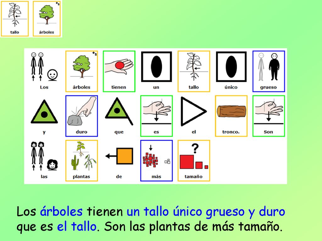 Los árboles tienen un tallo único grueso y duro que es el tallo