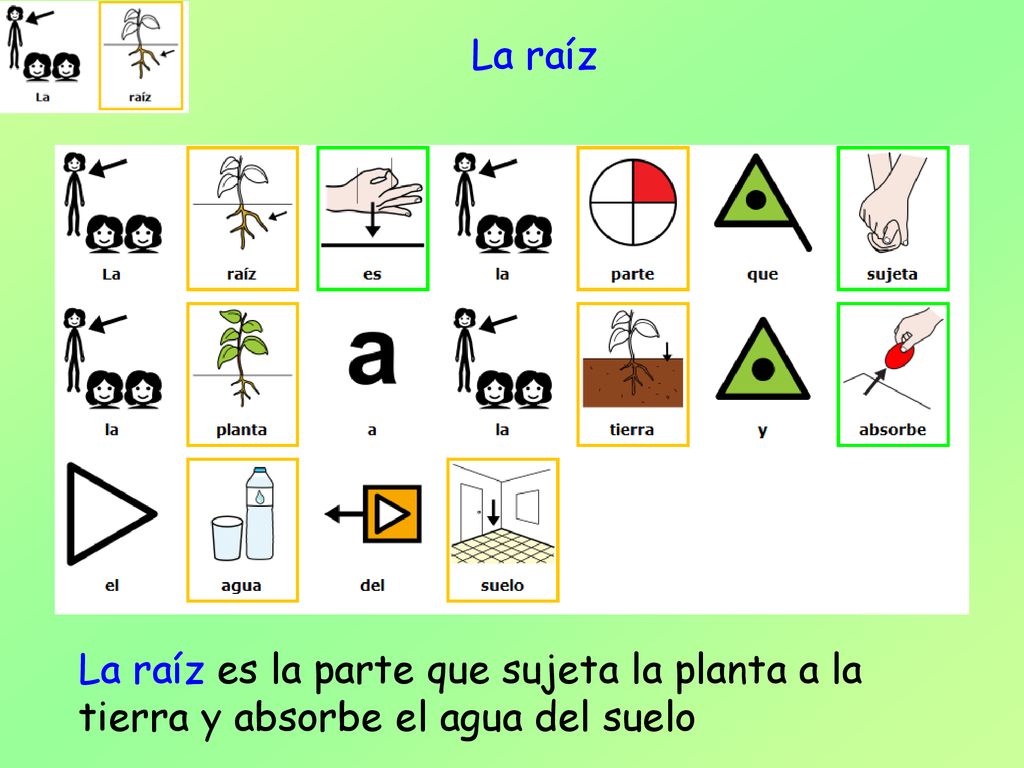 La raíz La raíz es la parte que sujeta la planta a la tierra y absorbe el agua del suelo