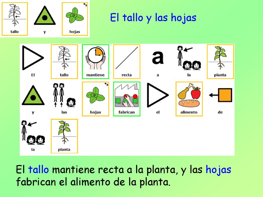 El tallo y las hojas El tallo mantiene recta a la planta, y las hojas fabrican el alimento de la planta.