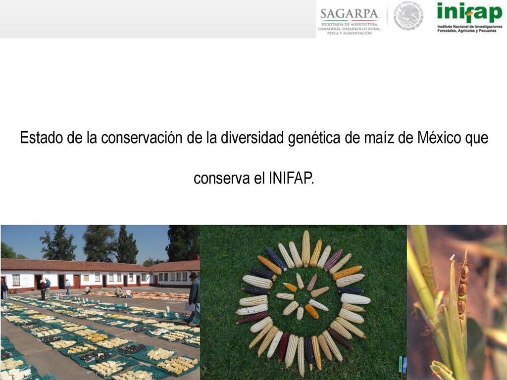 Estado de la conservación de la diversidad genética de maíz de México que conserva el INIFAP.
