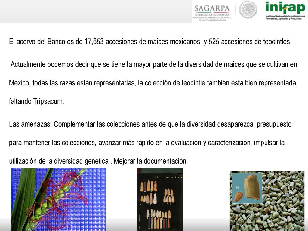 El acervo del Banco es de 17,653 accesiones de maíces mexicanos y 525 accesiones de teocintles