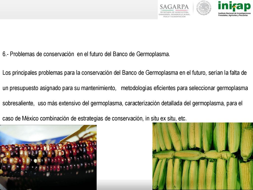 6.- Problemas de conservación en el futuro del Banco de Germoplasma.