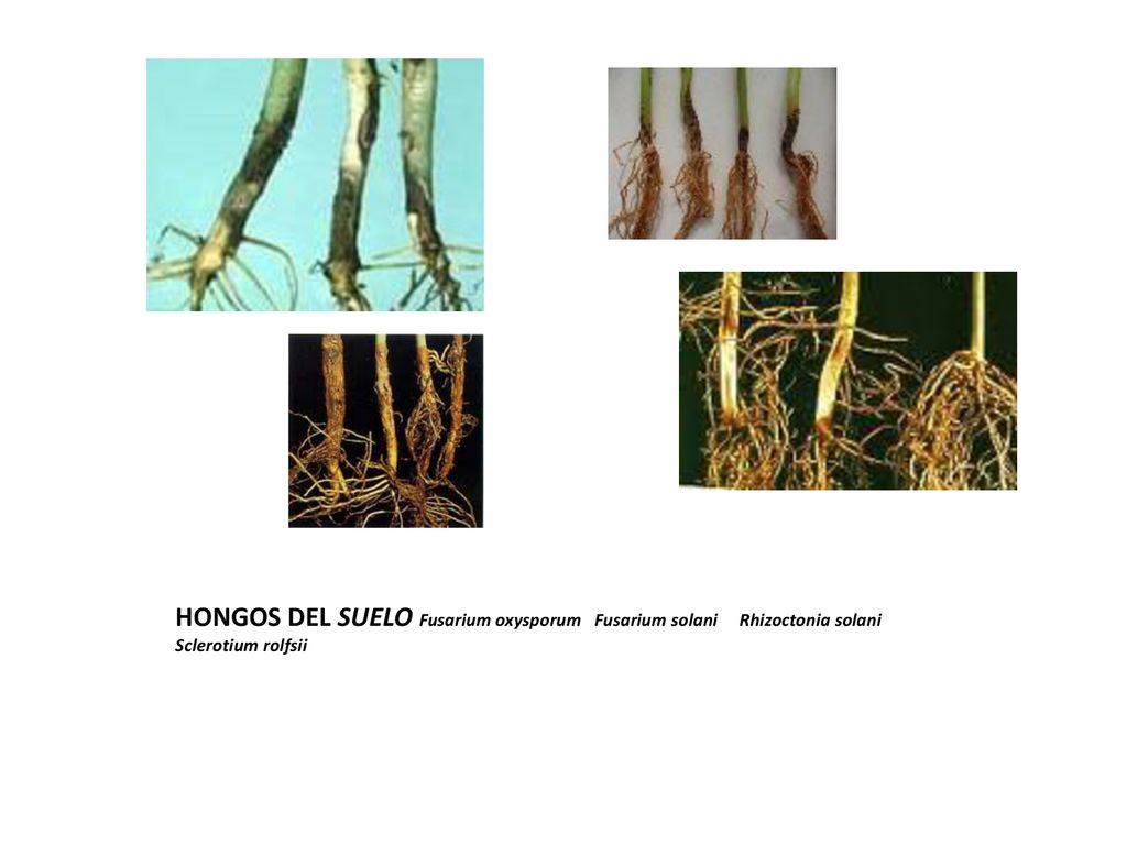 HONGOS DEL SUELO Fusarium oxysporum Fusarium solani Rhizoctonia solani Sclerotium rolfsii