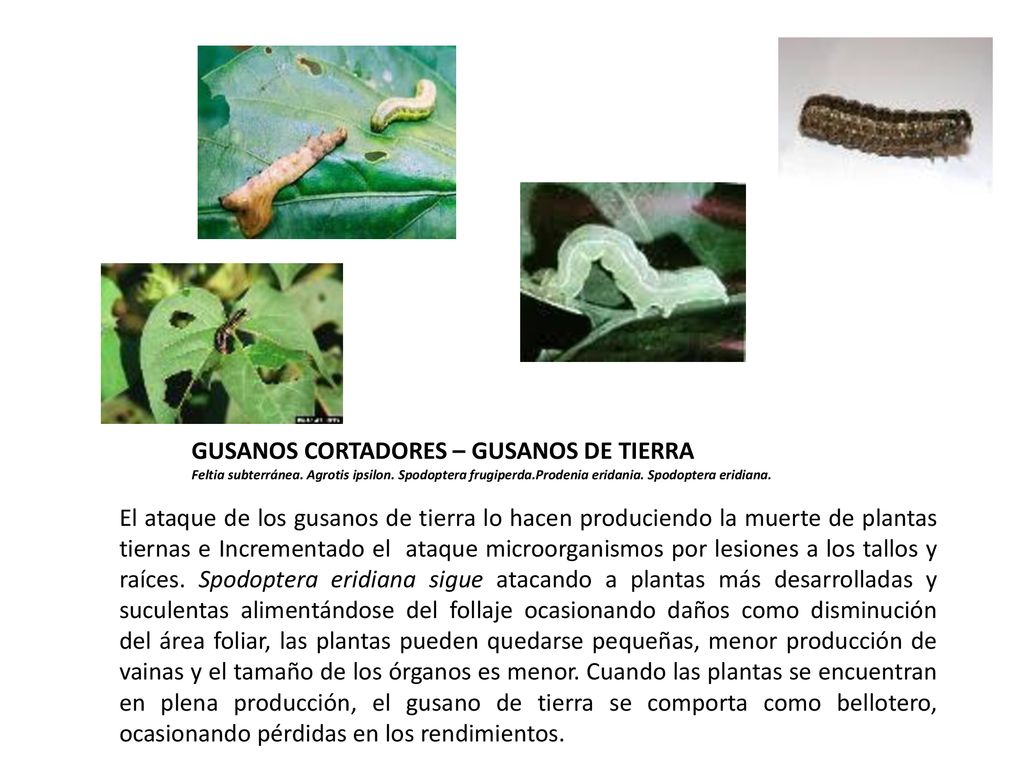 GUSANOS CORTADORES – GUSANOS DE TIERRA Feltia subterránea