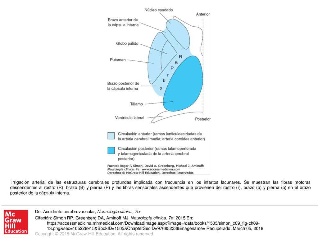Irrigación arterial de las estructuras cerebrales profundas implicada con frecuencia en los infartos lacunares. Se muestran las fibras motoras descendentes al rostro (R), brazo (B) y pierna (P) y las fibras sensoriales ascendentes que provienen del rostro (r), brazo (b) y pierna (p) en el brazo posterior de la cápsula interna.