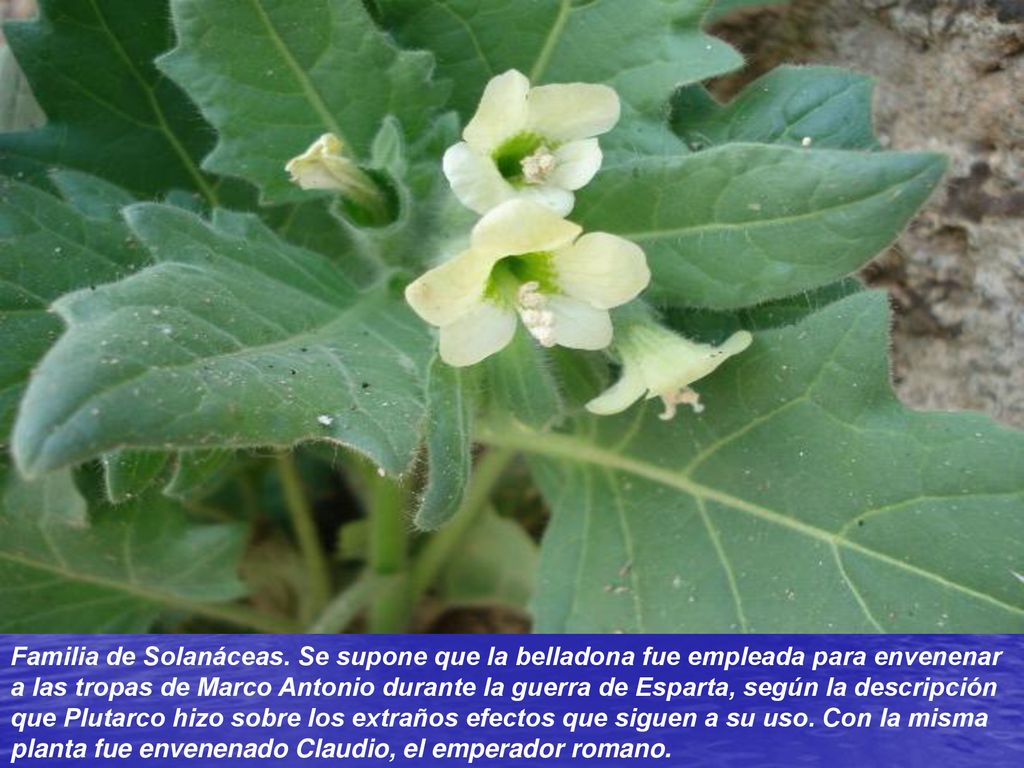 Familia de las Solanáceas: 2,500 especies: papa, tomate, ají, pimiento, berenjena.