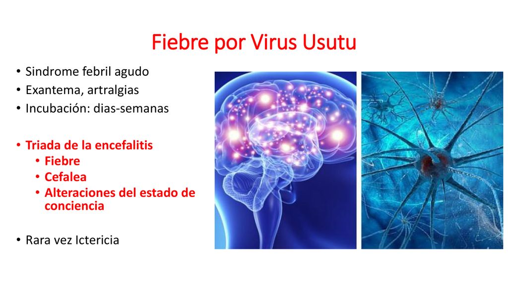 Fiebre por Virus Usutu Sindrome febril agudo Exantema, artralgias