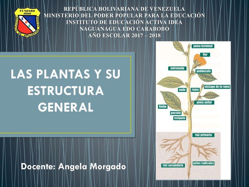 LAS PLANTAS Y SU ESTRUCTURA GENERAL Docente: Angela Morgado