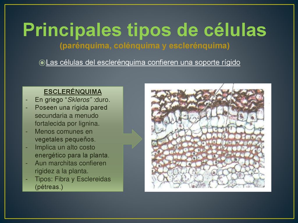 Principales tipos de células (parénquima, colénquima y esclerénquima)