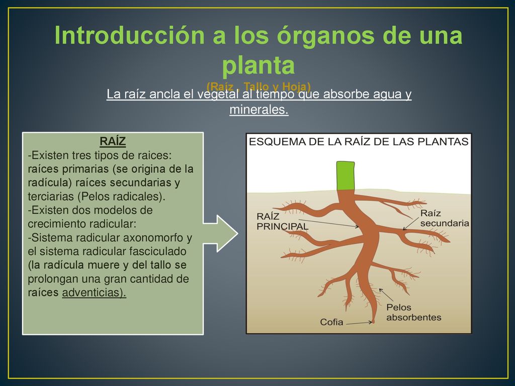 Introducción a los órganos de una planta (Raíz , Tallo y Hoja)