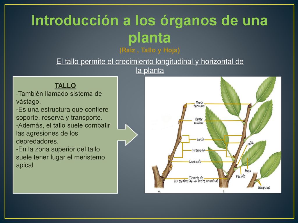 Introducción a los órganos de una planta (Raíz , Tallo y Hoja)