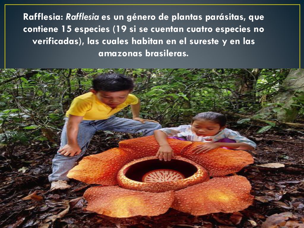 Rafflesia: Rafflesia es un género de plantas parásitas, que contiene 15 especies (19 si se cuentan cuatro especies no verificadas), las cuales habitan en el sureste y en las amazonas brasileras.