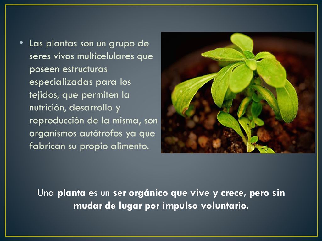 Las plantas son un grupo de seres vivos multicelulares que poseen estructuras especializadas para los tejidos, que permiten la nutrición, desarrollo y reproducción de la misma, son organismos autótrofos ya que fabrican su propio alimento.