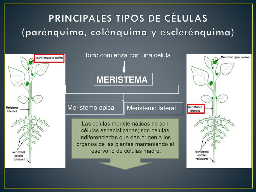 PRINCIPALES TIPOS DE CÉLULAS (parénquima, colénquima y esclerénquima)