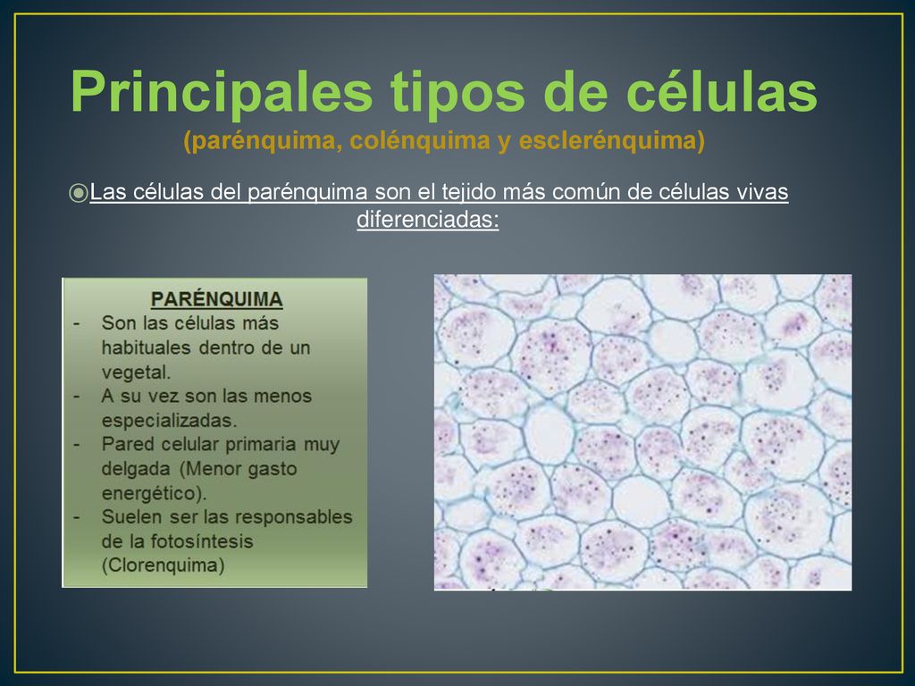 Principales tipos de células (parénquima, colénquima y esclerénquima)