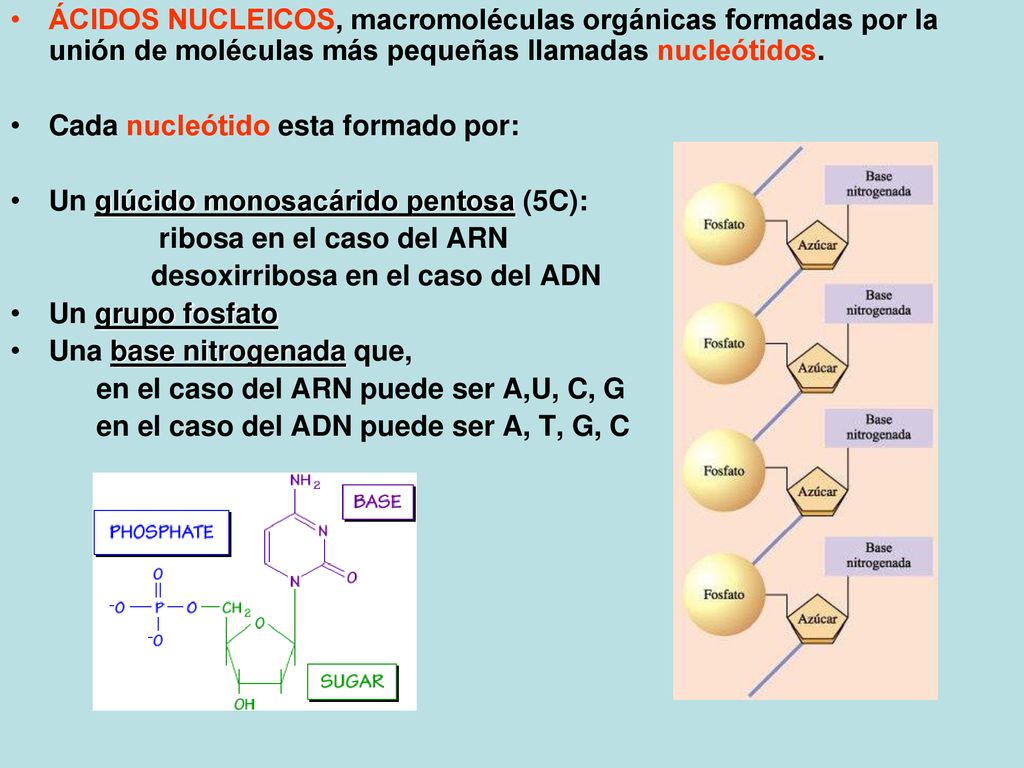 ÁCIDOS NUCLEICOS, macromoléculas orgánicas formadas por la unión de moléculas más pequeñas llamadas nucleótidos.