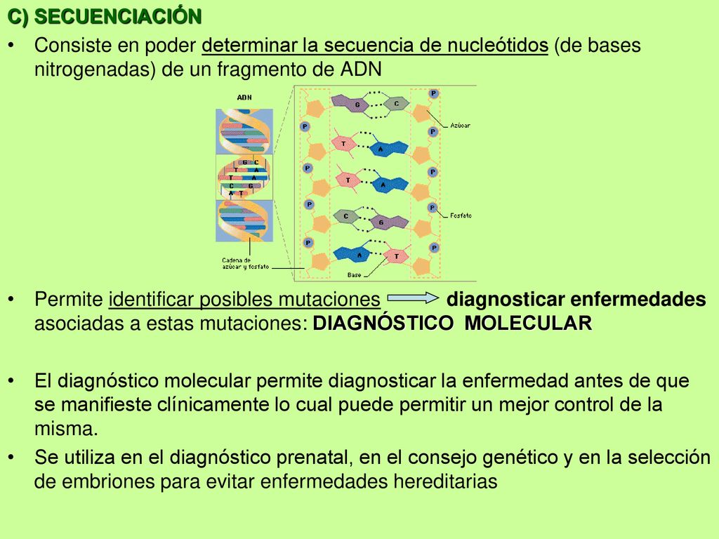 C) SECUENCIACIÓN Consiste en poder determinar la secuencia de nucleótidos (de bases nitrogenadas) de un fragmento de ADN.