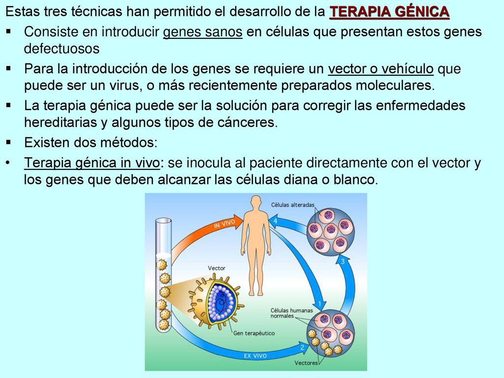 Estas tres técnicas han permitido el desarrollo de la TERAPIA GÉNICA