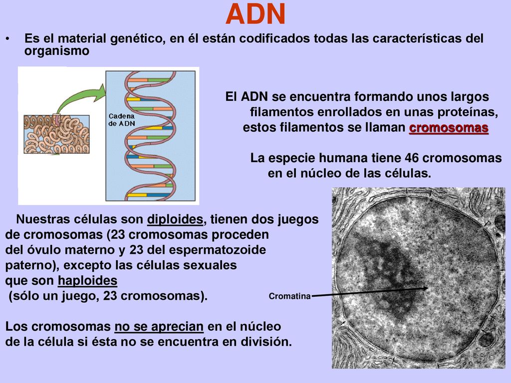 ADN Es el material genético, en él están codificados todas las características del organismo. El ADN se encuentra formando unos largos.