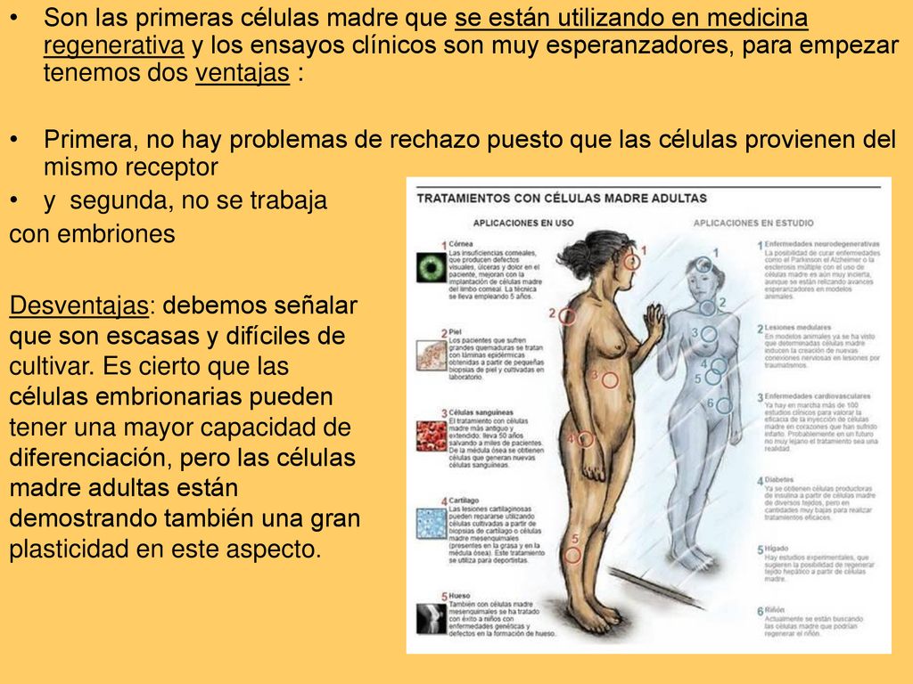 Son las primeras células madre que se están utilizando en medicina regenerativa y los ensayos clínicos son muy esperanzadores, para empezar tenemos dos ventajas :