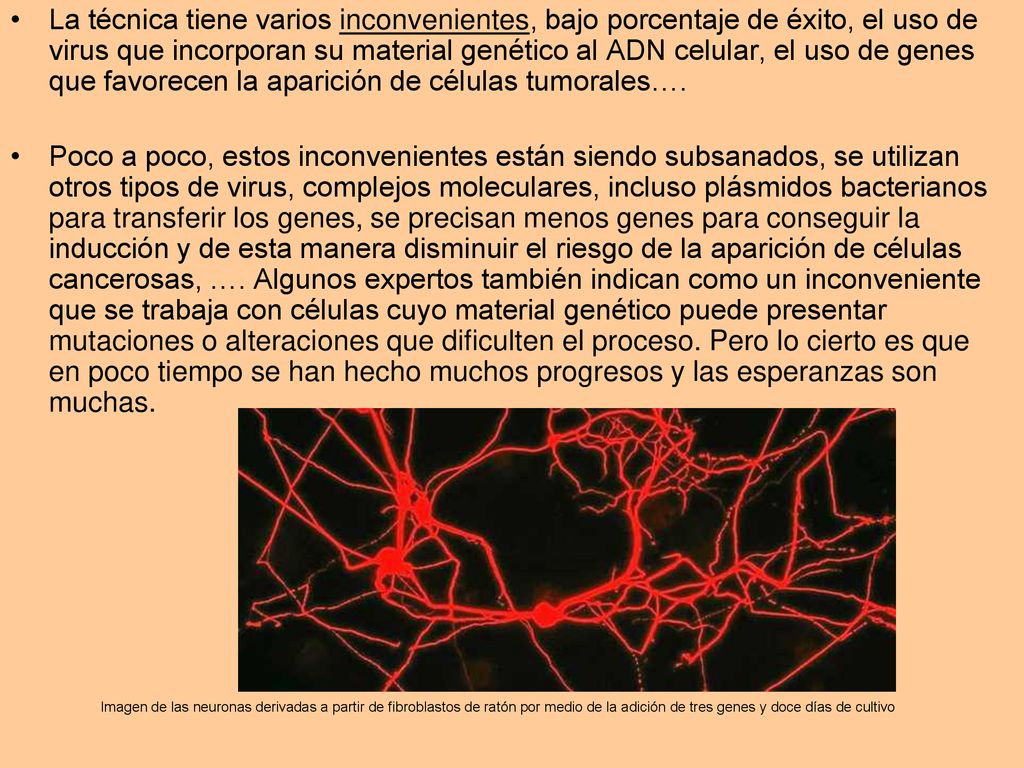 La técnica tiene varios inconvenientes, bajo porcentaje de éxito, el uso de virus que incorporan su material genético al ADN celular, el uso de genes que favorecen la aparición de células tumorales….