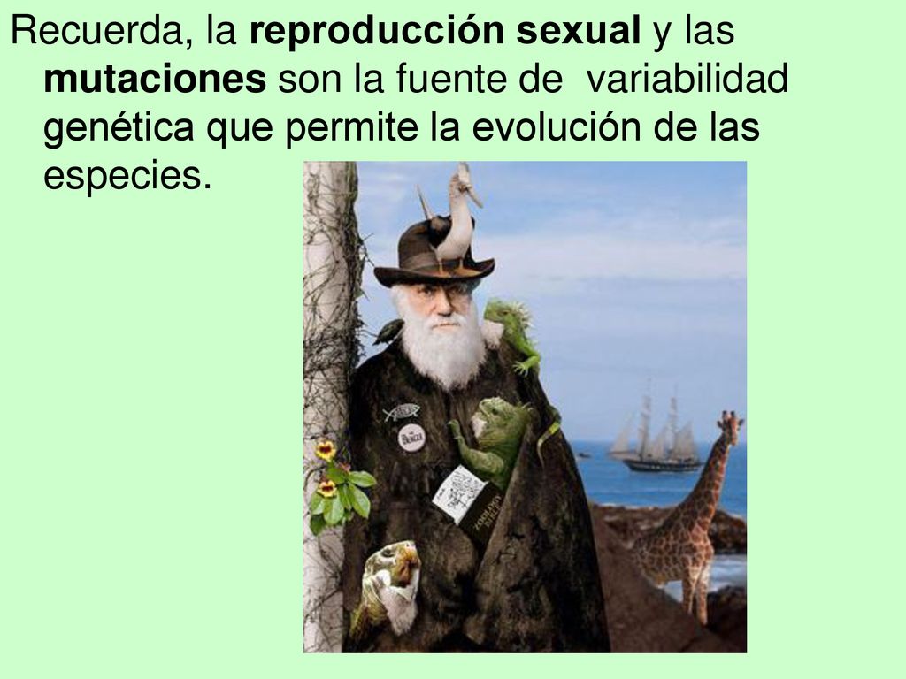 Recuerda, la reproducción sexual y las mutaciones son la fuente de variabilidad genética que permite la evolución de las especies.