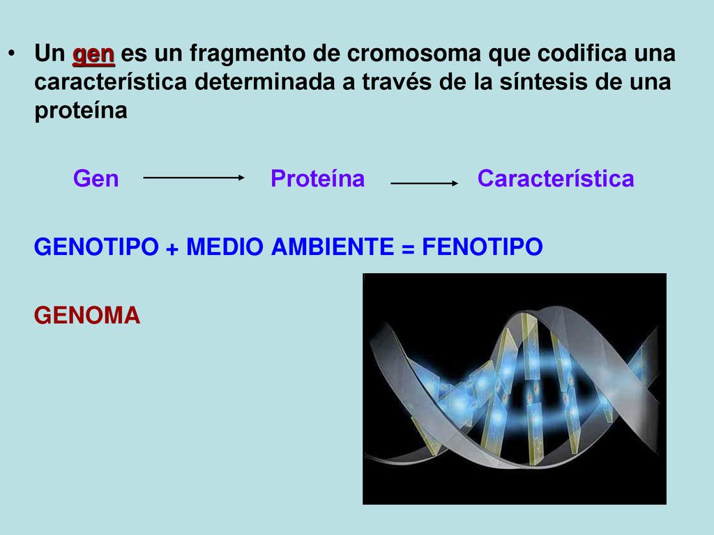 Un gen es un fragmento de cromosoma que codifica una característica determinada a través de la síntesis de una proteína