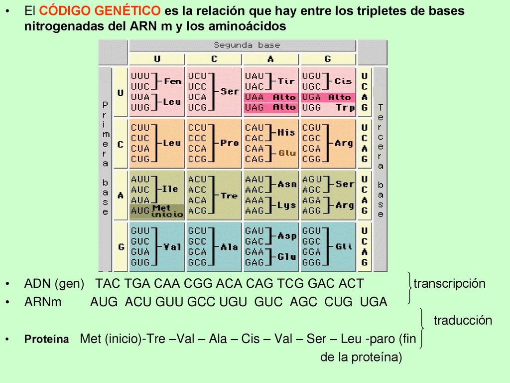 ADN (gen) TAC TGA CAA CGG ACA CAG TCG GAC ACT transcripción