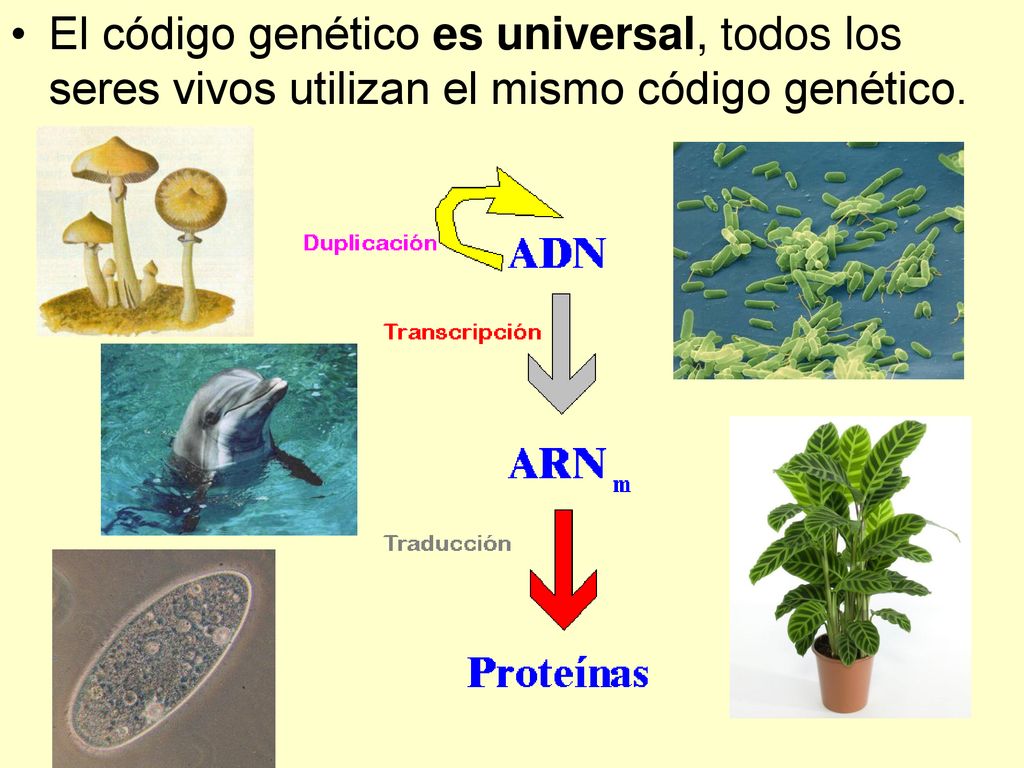 El código genético es universal, todos los seres vivos utilizan el mismo código genético.