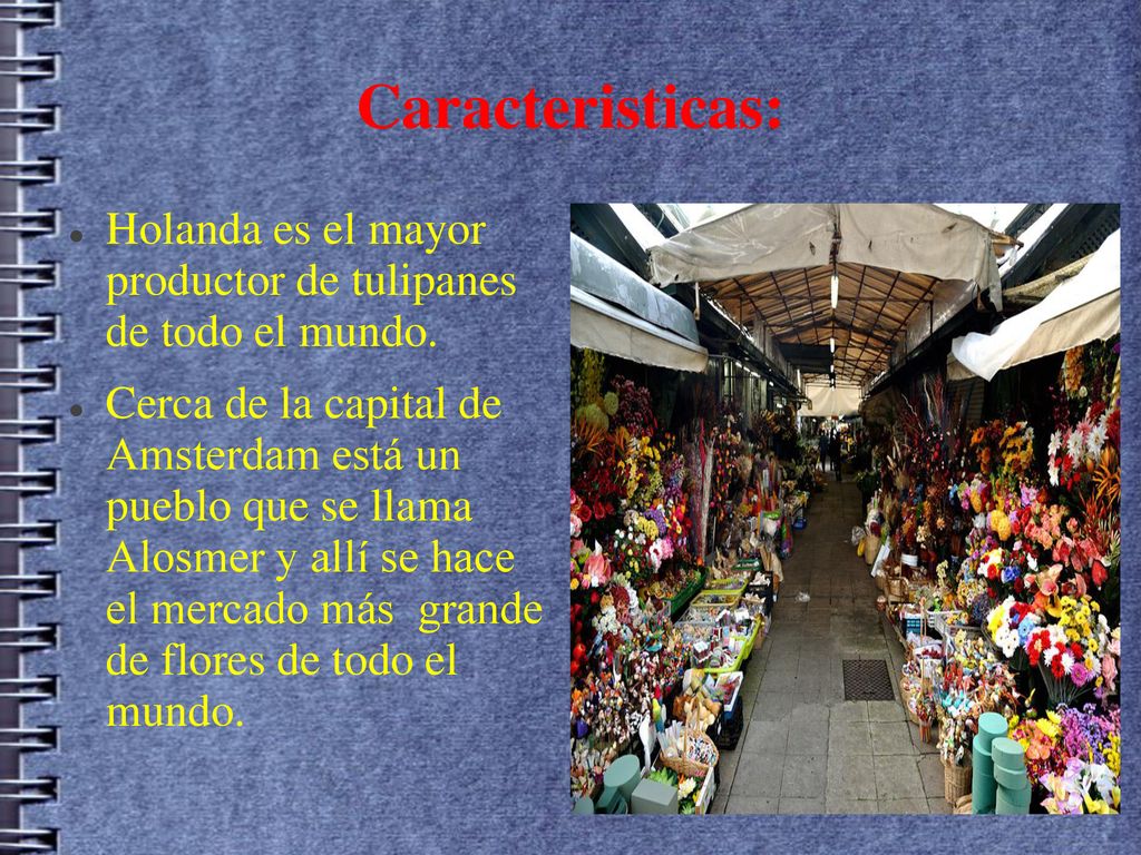 Caracteristicas: Holanda es el mayor productor de tulipanes de todo el mundo.
