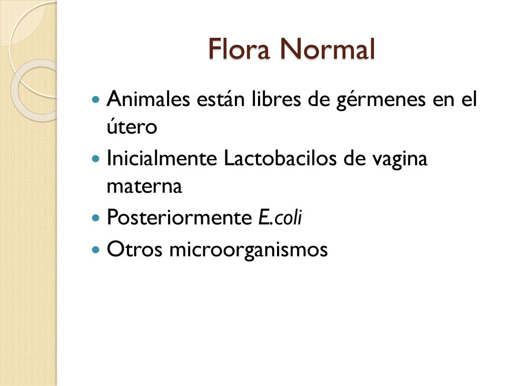 Flora Normal Animales están libres de gérmenes en el útero