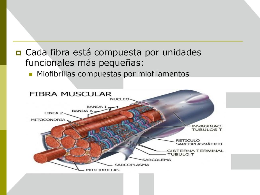 Cada fibra está compuesta por unidades funcionales más pequeñas: