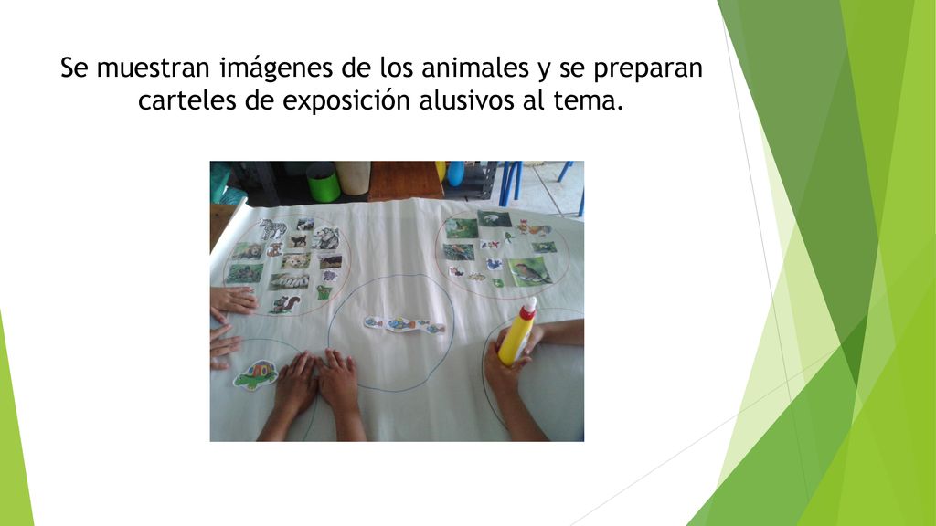 Se muestran imágenes de los animales y se preparan carteles de exposición alusivos al tema.