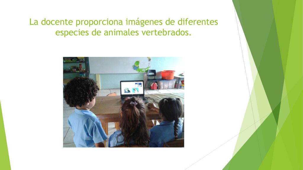 La docente proporciona imágenes de diferentes especies de animales vertebrados.