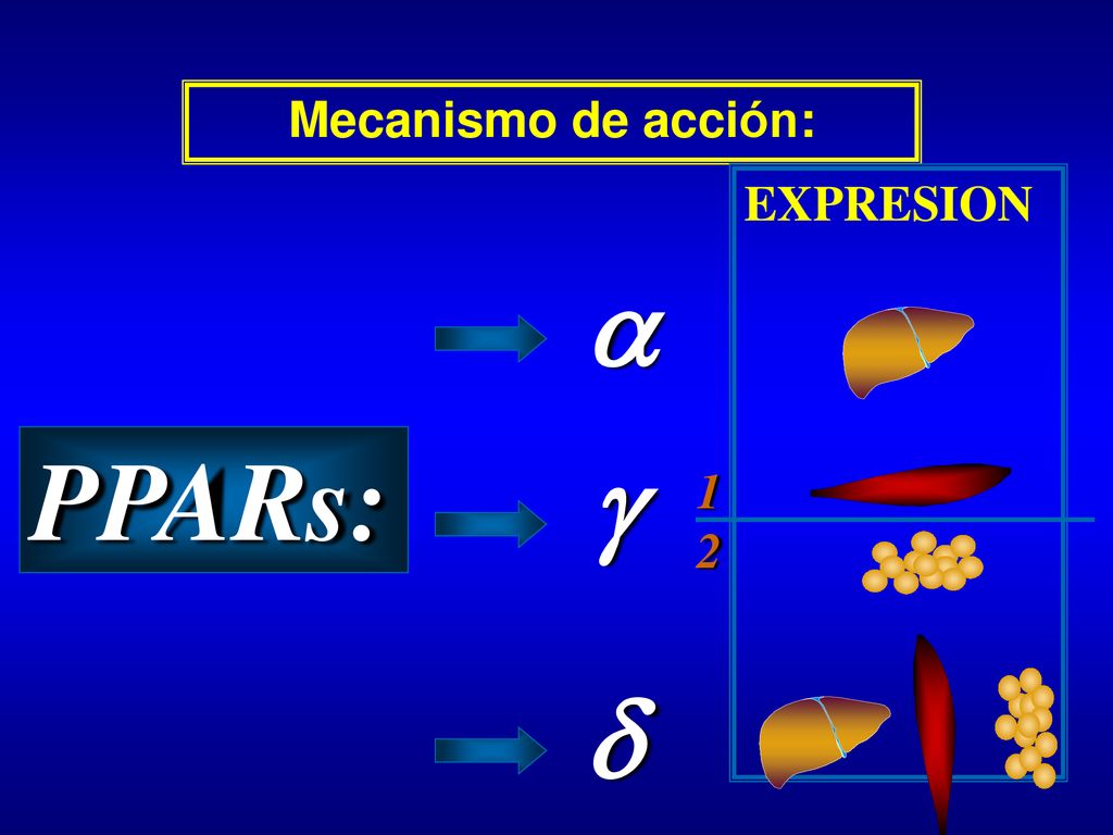 Mecanismo de acción: EXPRESION  PPARs:  1 2 