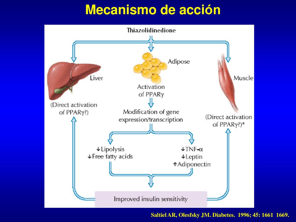 Mecanismo de acción Saltiel AR, Olesfsky JM. Diabetes. 1996; 45: