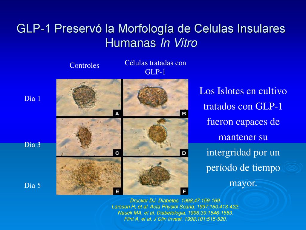 GLP-1 Preservó la Morfología de Celulas Insulares Humanas In Vitro