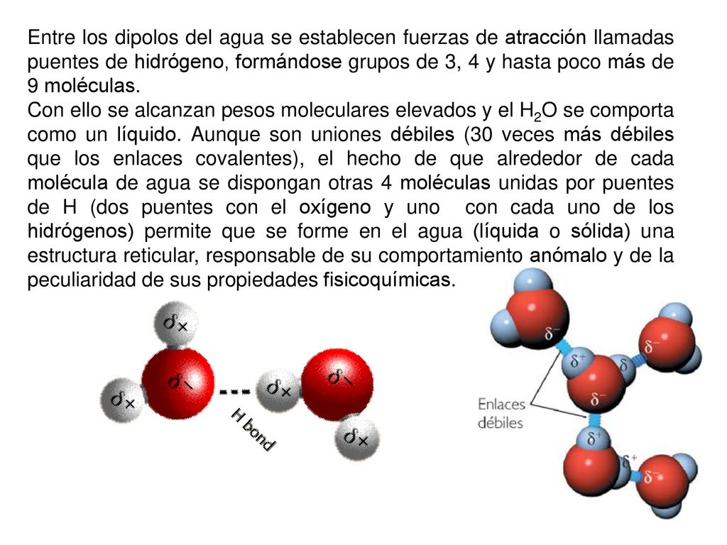 Entre los dipolos del agua se establecen fuerzas de atracción llamadas puentes de hidrógeno, formándose grupos de 3, 4 y hasta poco más de 9 moléculas.