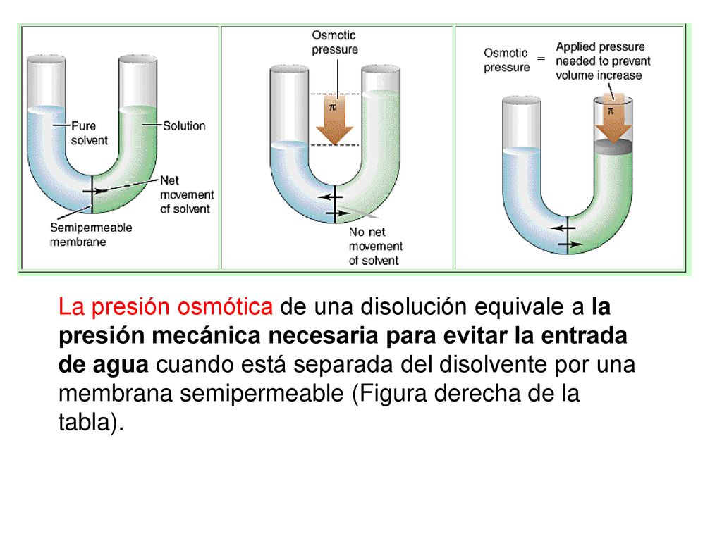 La presión osmótica de una disolución equivale a la presión mecánica necesaria para evitar la entrada de agua cuando está separada del disolvente por una membrana semipermeable (Figura derecha de la tabla).
