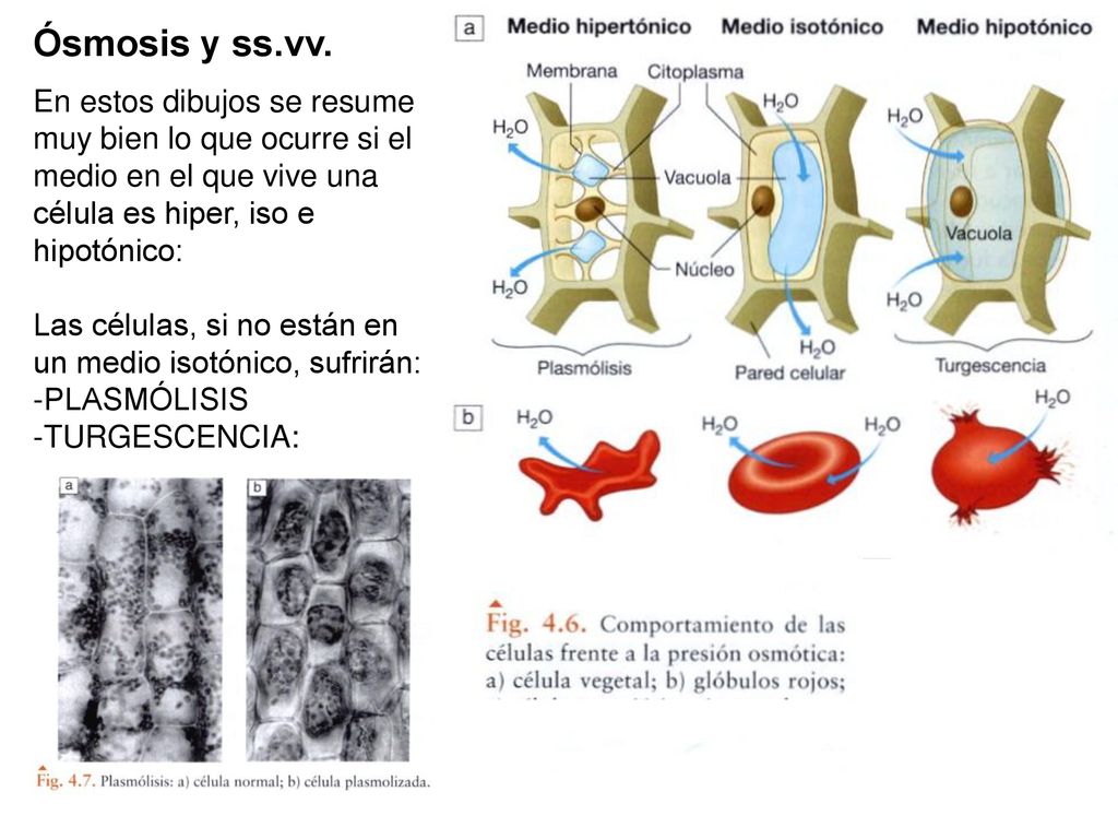 Ósmosis y ss.vv. En estos dibujos se resume muy bien lo que ocurre si el medio en el que vive una célula es hiper, iso e hipotónico: