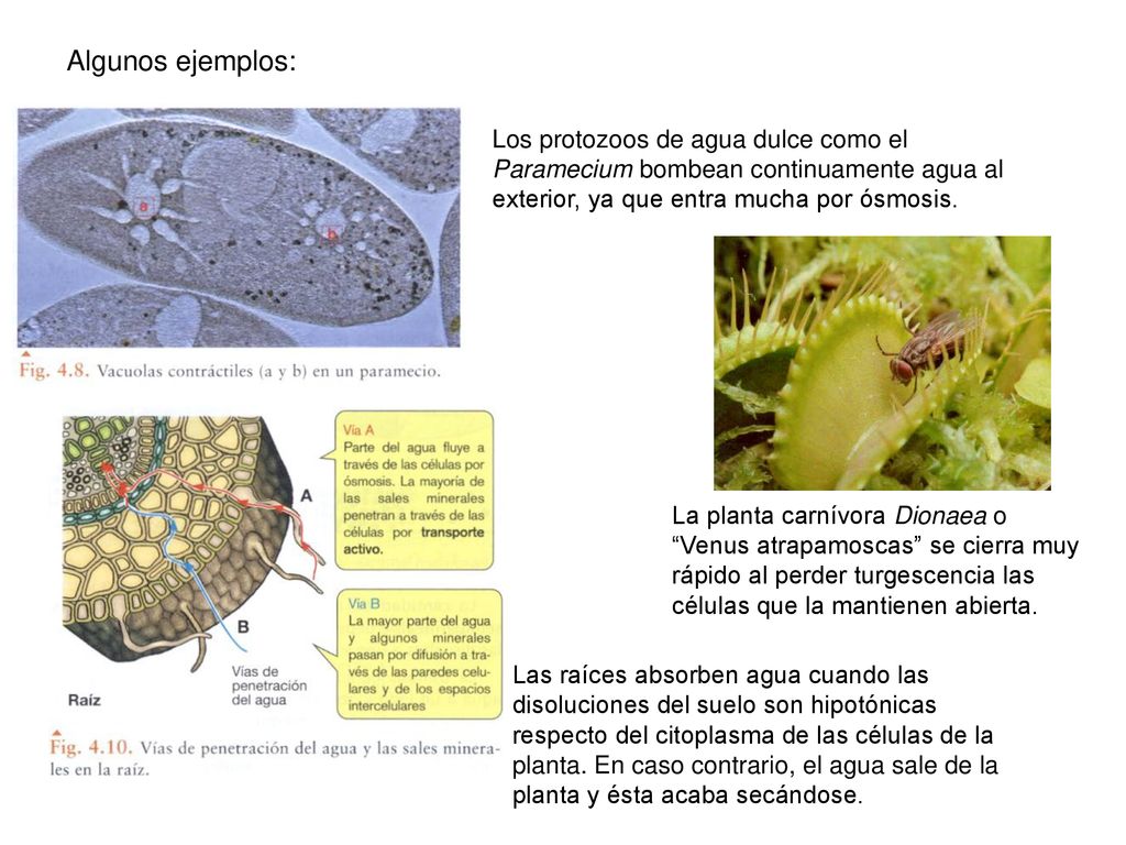 Algunos ejemplos: Los protozoos de agua dulce como el Paramecium bombean continuamente agua al exterior, ya que entra mucha por ósmosis.