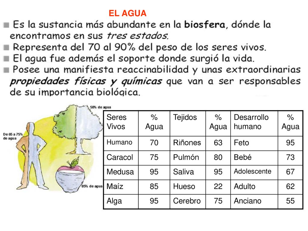 EL AGUA Seres Vivos % Agua Tejidos Desarrollo humano 70 Riñones 63