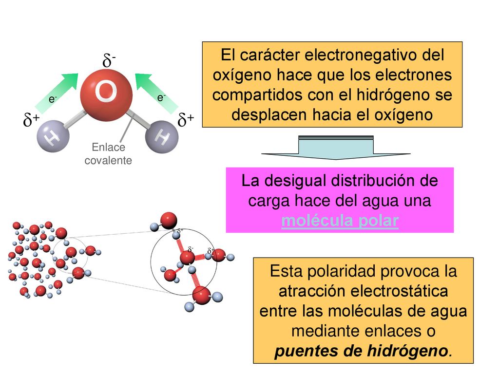 La desigual distribución de carga hace del agua una molécula polar