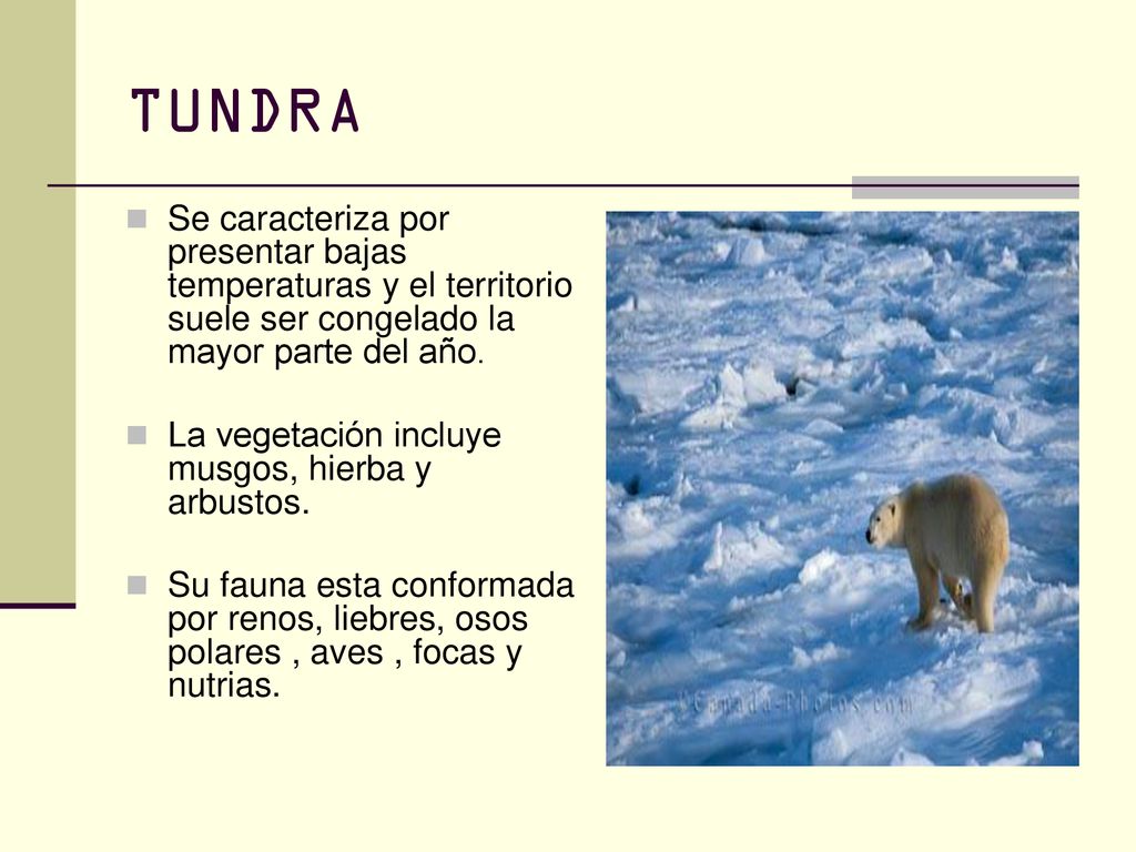TUNDRA Se caracteriza por presentar bajas temperaturas y el territorio suele ser congelado la mayor parte del año.